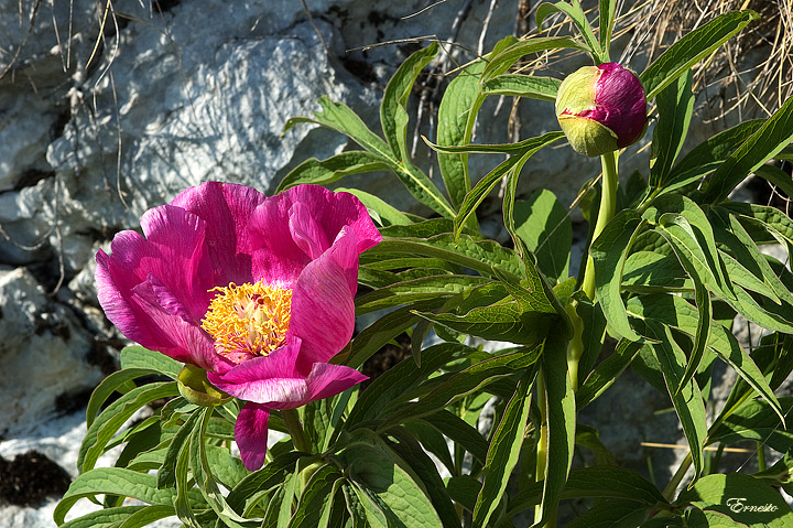 Paeonia officinalis subsp. officinalis / Peonia selvatica